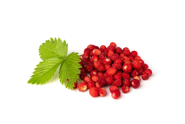 Fresas silvestres aisladas