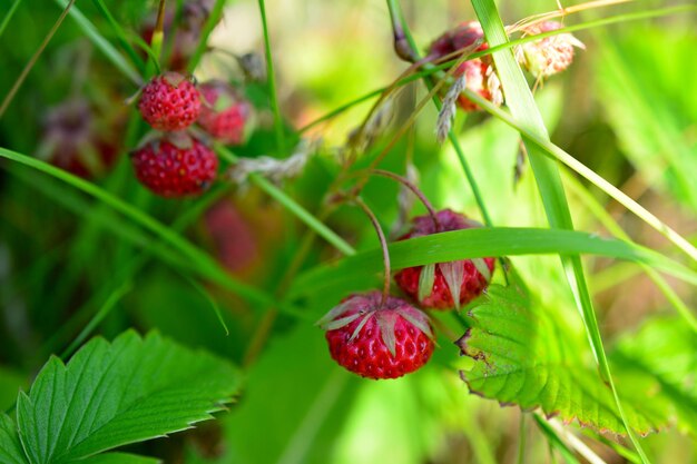 fresas silvestres en el bosque entre hojas verdes