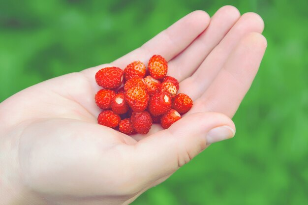 Fresas silvestres en la palma de tu mano