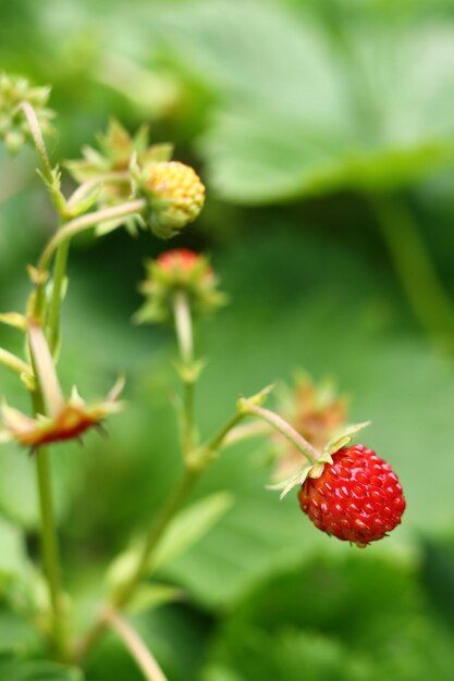 Fresas silvestres en el primer plano del jardín