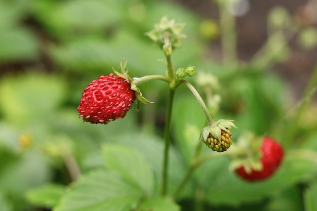 Fresas silvestres en el primer plano del jardín