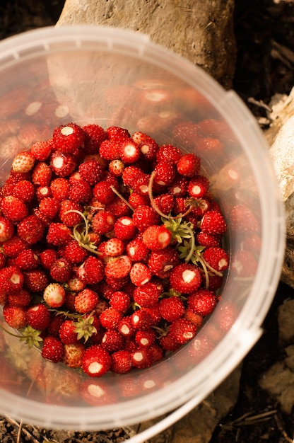 Las fresas silvestres, recogidas en un cubo de plástico transparente, se colocan en el suelo.