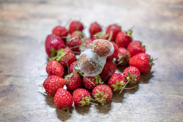 Las fresas son hongos en la fresa de pila madura