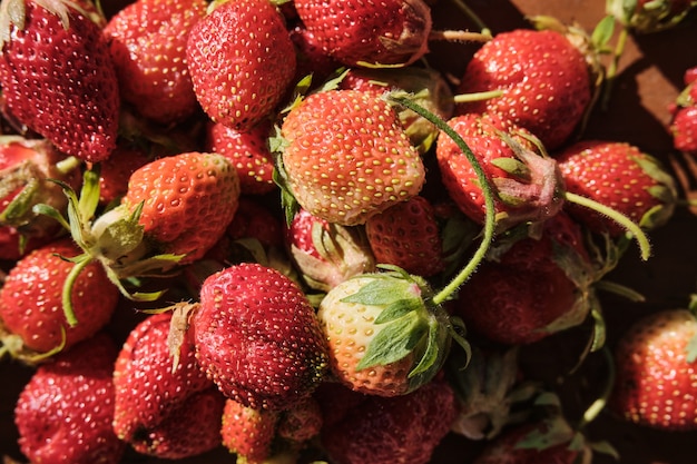 Fresas tiernas