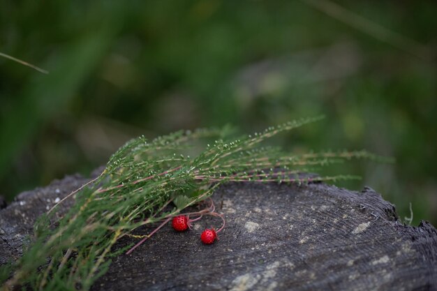 Fresas en un tocón en el bosque matutino