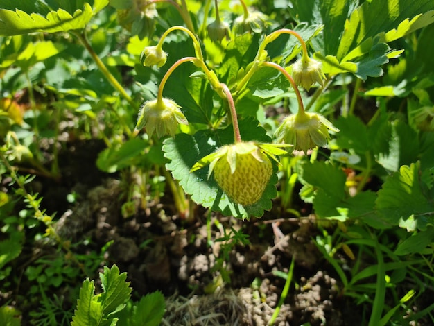 Las fresas verdes crecen en arbustos en el jardín