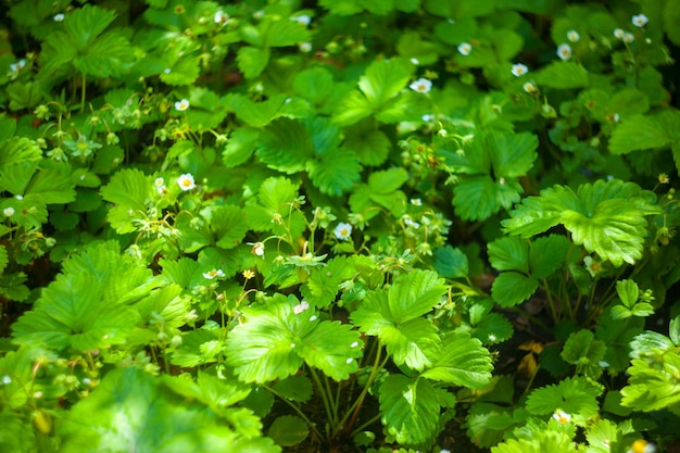 Fresas verdes que crecen en una planta de cerca Hojas de fresa silvestre Arbusto de fresa Fondo de plantas de textura de follaje verde