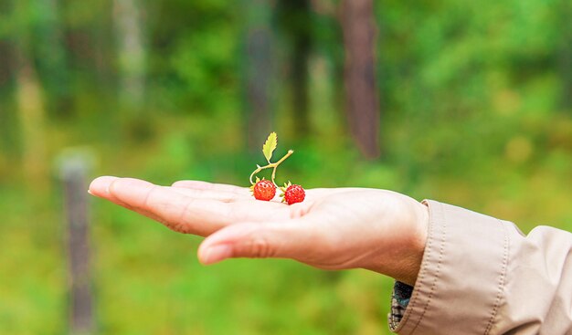 Las fresas yacen en la palma de tu mano.