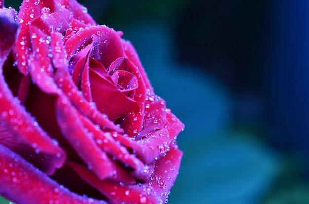 Fresca e molhada rosa com gotículas em macro