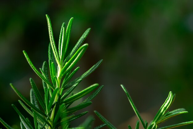 Fresca hierba de Rosemary crecer al aire libre. Primer plano de hojas de romero.