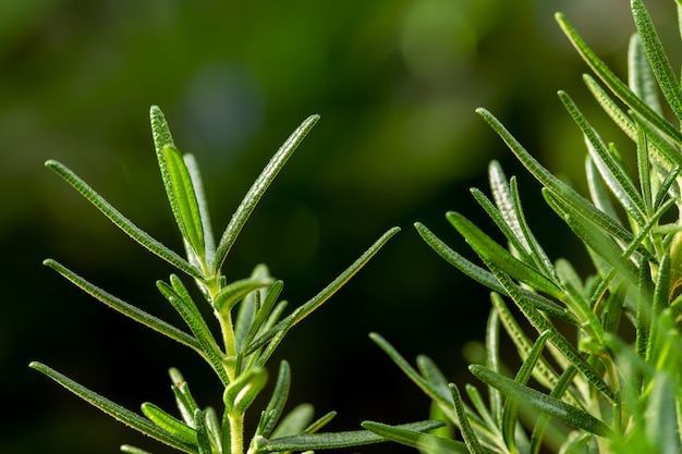 Fresca hierba de Rosemary crecer al aire libre. Primer plano de hojas de romero.