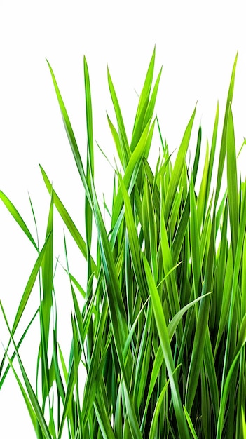 La fresca hierba verde realista aislada contra un fondo blanco
