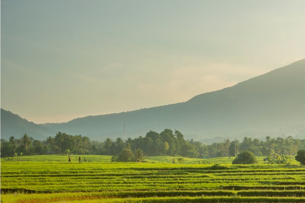 Fresca vista de la mañana sobre los campos de arroz.