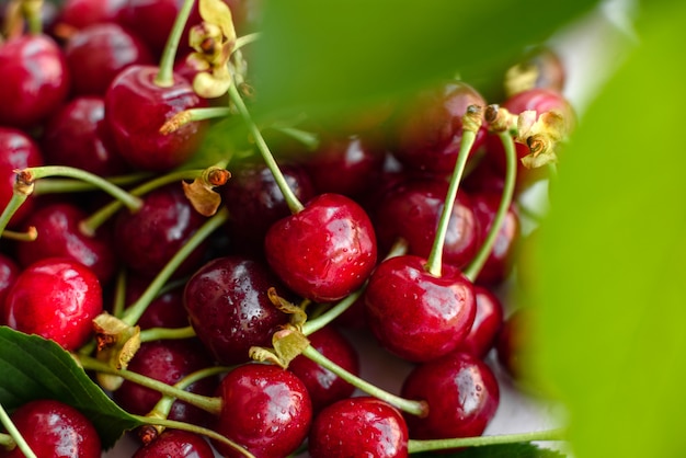 Frescas deliciosas bayas de cerezo rojo brillante rasgadas en el jardín de verano