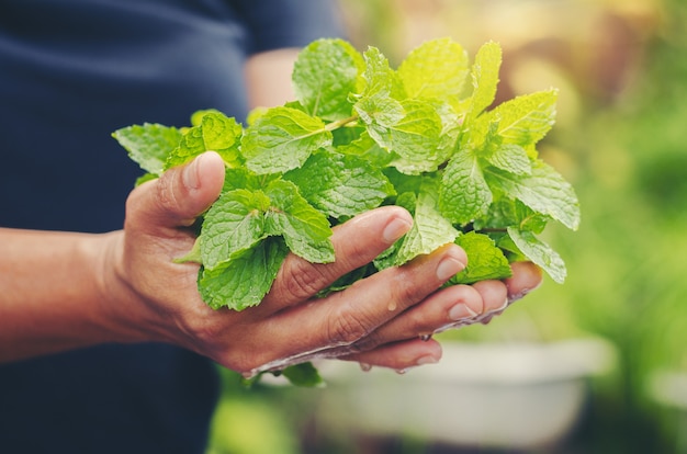 fresco crescer cacho verde orgânico hortelã folha planta colheita na mão