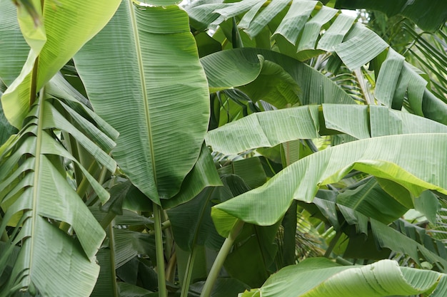 fresco detalle crecimiento planta fondo saludable primer plano medio ambiente follaje hoja