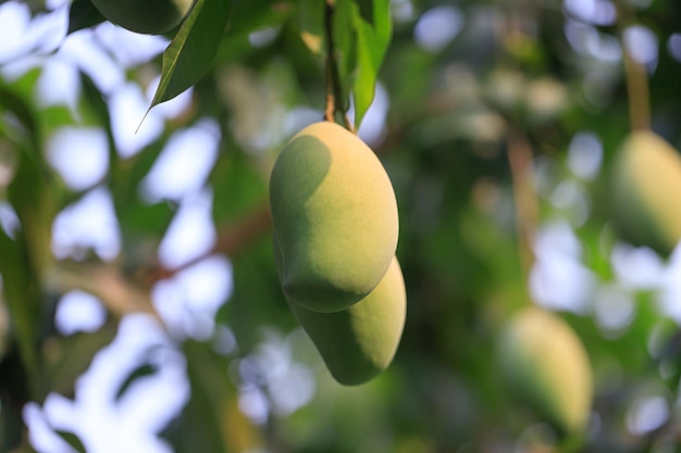 Foto fresco de fruta de mango verde inmadura en el árbol de mango natural