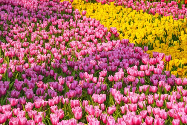 Fresco y natural, un grupo de tulipanes coloridos que florece en el jardín