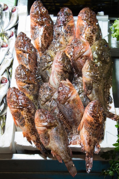 Fresco para venda no mercado de peixe