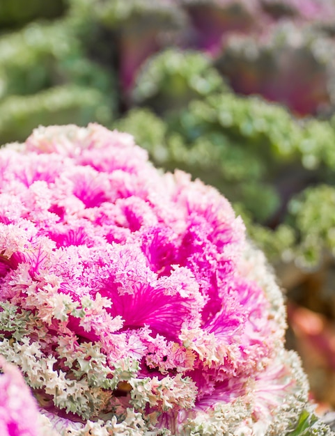 Fresco, repolho, (brassica, oleracea), planta, folhas