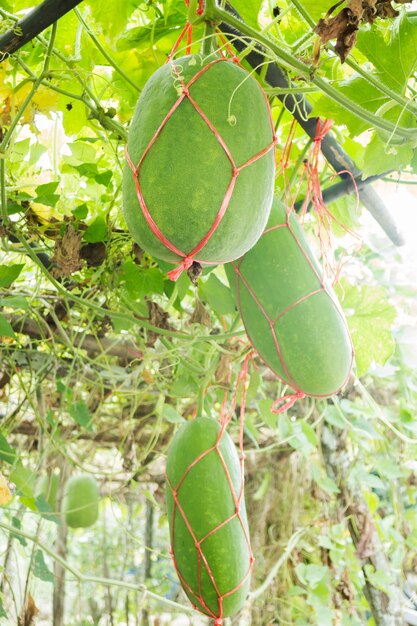 Fresco de verde melón de invierno en el árbol