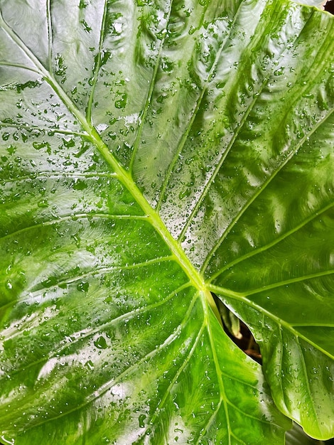 frescor da natureza com fundo de folha verde