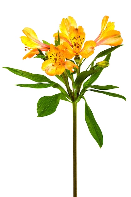 Foto frescura alstroemeria