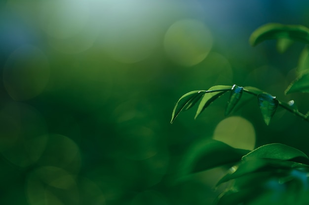 Foto frescura de folha verde em fundo verde bokeh