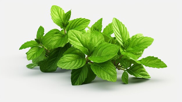 Foto frescura de menta folhas de menta frescas isoladas em fundo transparente