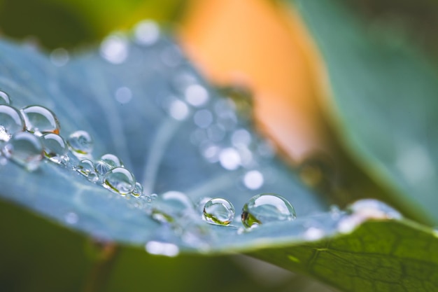 Frescura do ambiente e conceito de natureza Macro de grandes gotas de água na folha verde depois da chuva Linda textura de folha