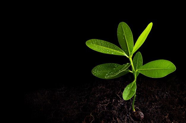 Foto frescura folhas verdes de laurel alexandrino jovem planta de árvore em solo preto