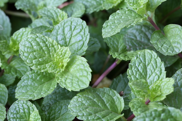 Frescura Hoja de menta en el huerto.