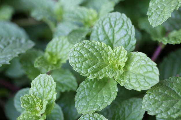 Frescura hoja de menta en el huerto