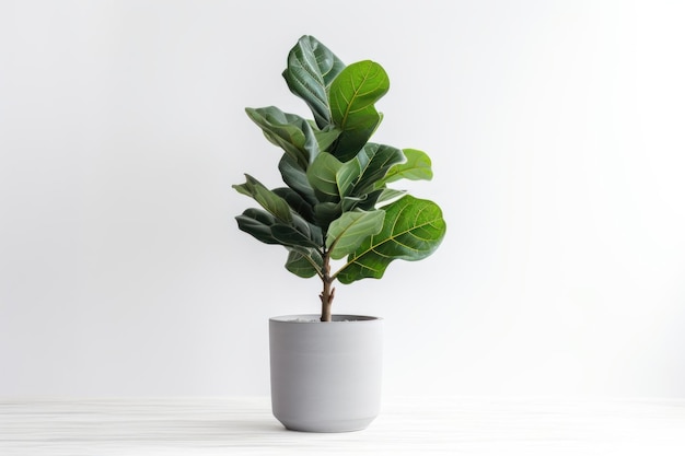 Frescura de las plantas de hoja de interior