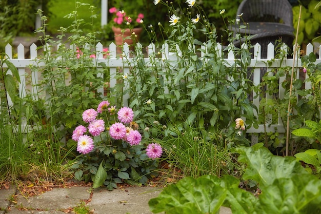 Fresh Garden Dahlia Blumen wachsen in einem grünen Garten im Frühjahr mit einem hölzernen Tor Hintergrund Strauß rosa Blumen in Harmonie mit der Natur ruhige Blumenköpfe blühen in einem ruhigen Zen-Hinterhof