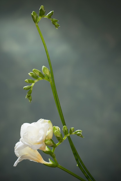 Fresia blanca sobre verde