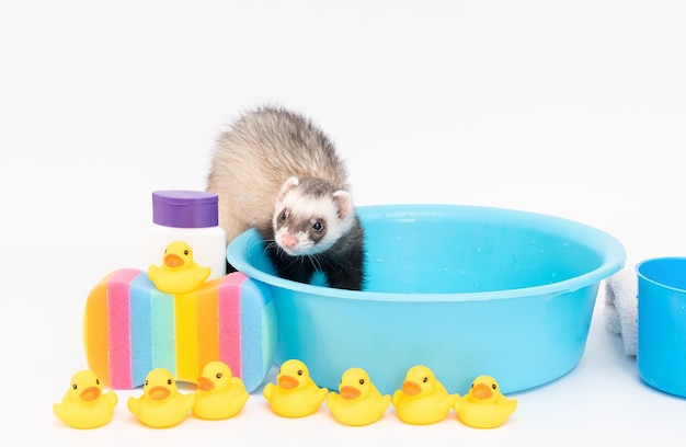 Frettchen in Wasser mit Gummiente auf weißem Hintergrund waschen