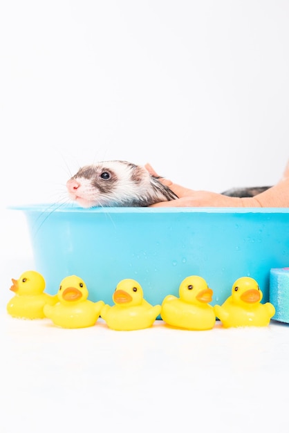 Frettchen Polecatplay in Wasser mit Gummiente auf weißem Hintergrund waschen