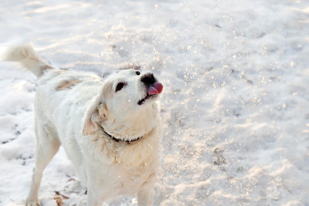 Freude am Hund.