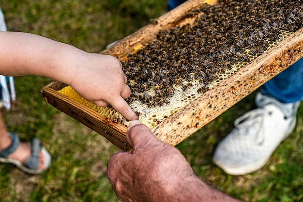 Foto freundliche bienen