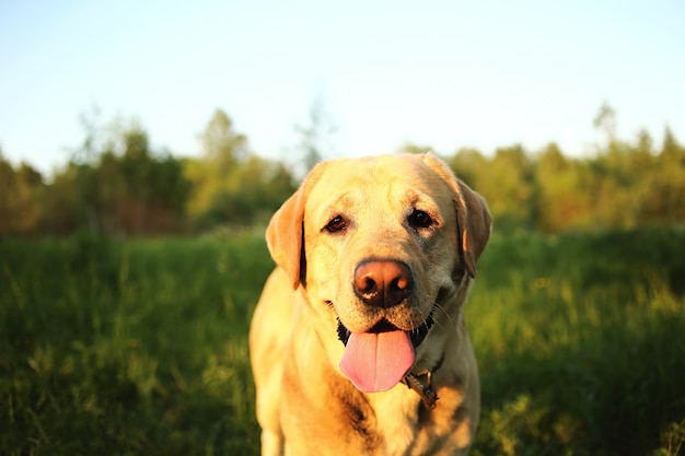 Freundlicher Labrador Retriever mit beigefarbenem Fell mit hervorstehender Zunge, der zwischen grünem Gras und Blumen spaziert