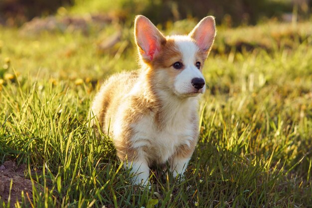 Freundlicher rötlich-weißer Pembroke Welsh Corgi Hund, der an einem warmen und hellen Sommertag auf grünem Gras spazieren geht, kurzer Hund mit großen, lustigen Ohren, der geradeaus starrt, während er das umliegende Gebiet erforscht