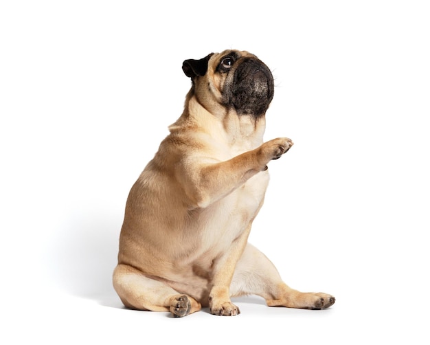 Foto freundlicher süßer mops erhebt sich und gibt eine pfote auf weißem hintergrund