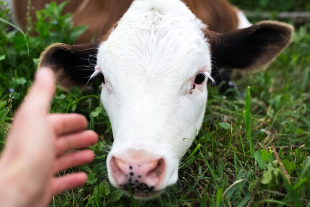 Freundliches Kalb auf grüner Wiese.