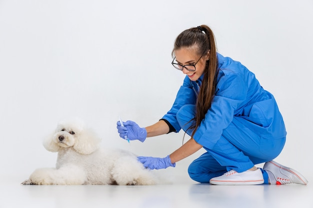 Freundschaft. Junge schöne Frau, Tierarzt, Groomer kümmert sich um süßen weißen Pudelhund.