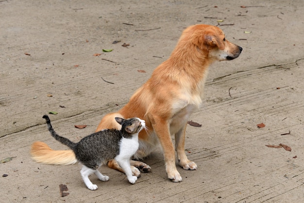 Freundschaft von Hund und Katze