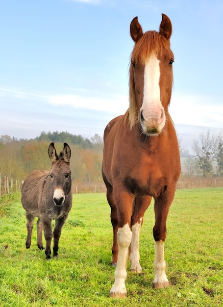 Freundschaft zwischen einem Esel und einem Pferd