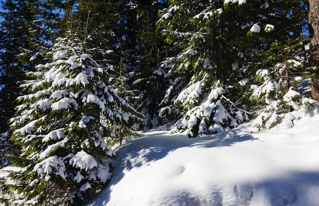 Fría mañana de invierno Desde el césped, una vista panorámica de los árboles cubiertos de escarcha en la montaña alta de ventisqueros con picos blancos como la nieve Lugar de ubicación Cárpatos Ucrania Europa