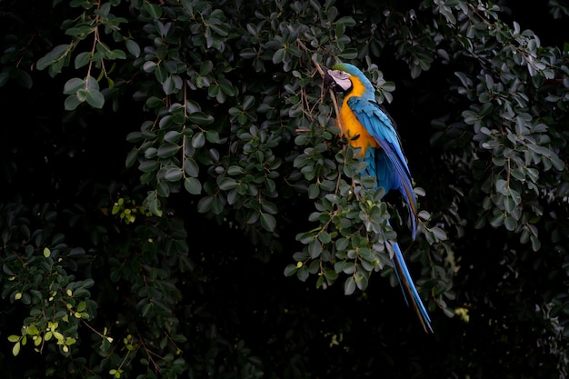 África guacamayo en el árbol