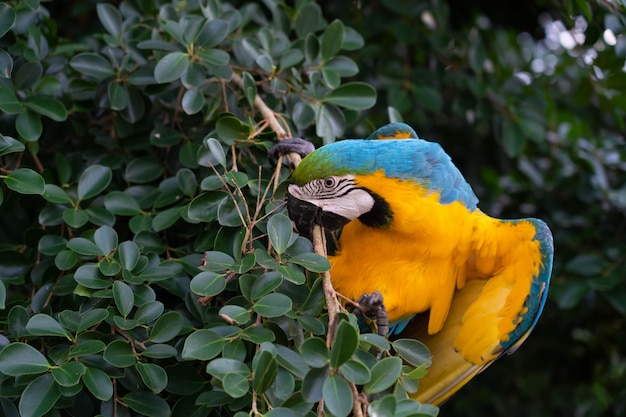 África guacamayo en el árbol